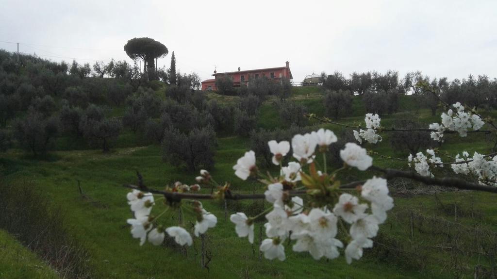 Olivia B&B And Apartment Cantagrillo Exterior foto